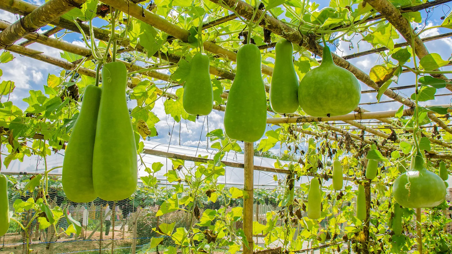 Bottle Gourd Wallpapers