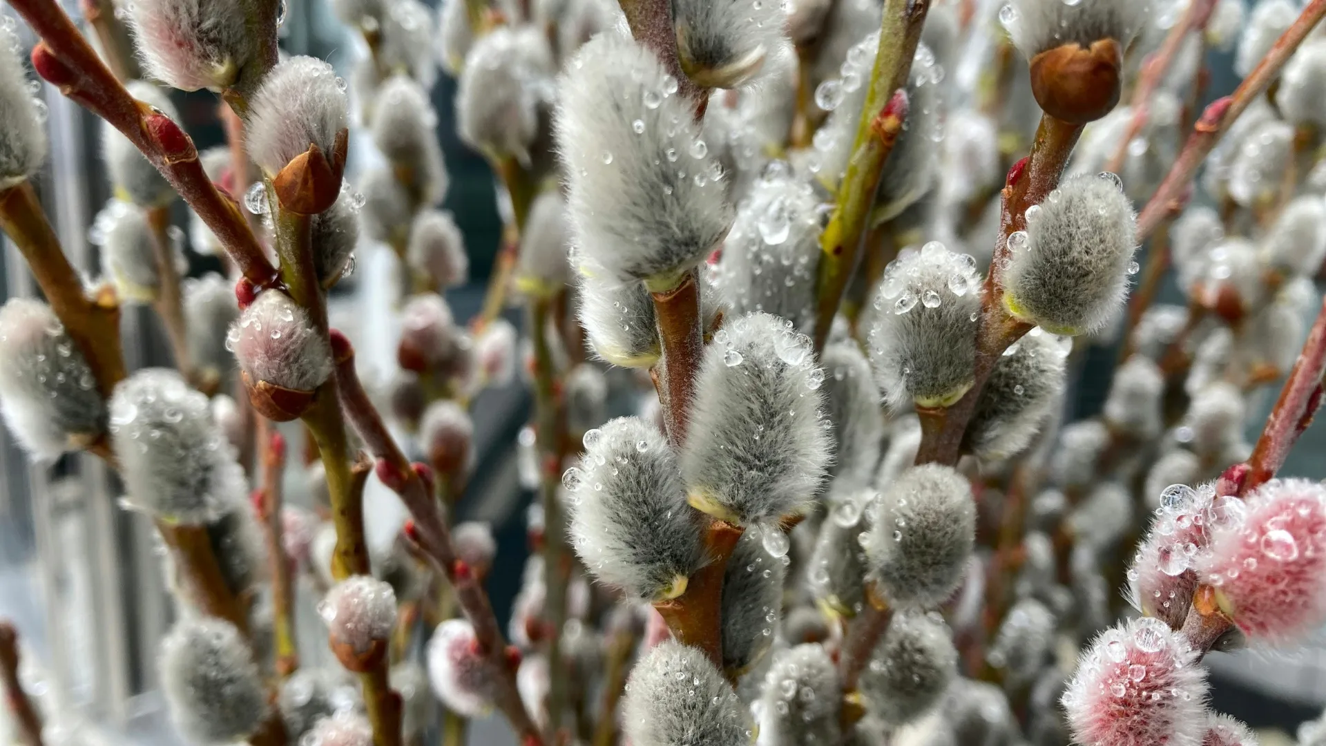 Pussy Willow Wallpapers