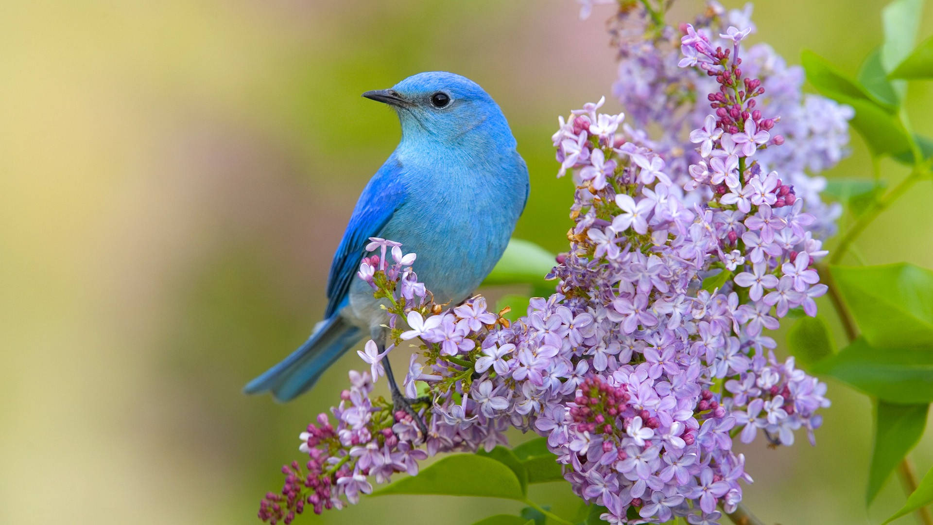 1920x1080 Hd Birds Bluebird Wallpaper