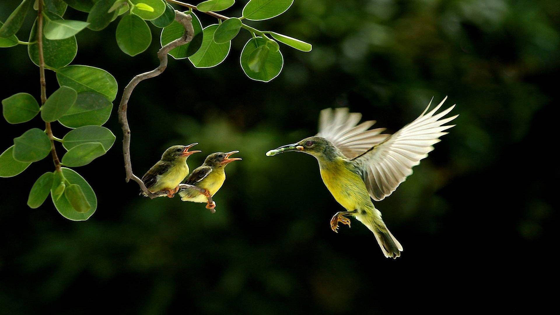 1920x1080 Hd Birds Mother And Children Weaver Wallpaper