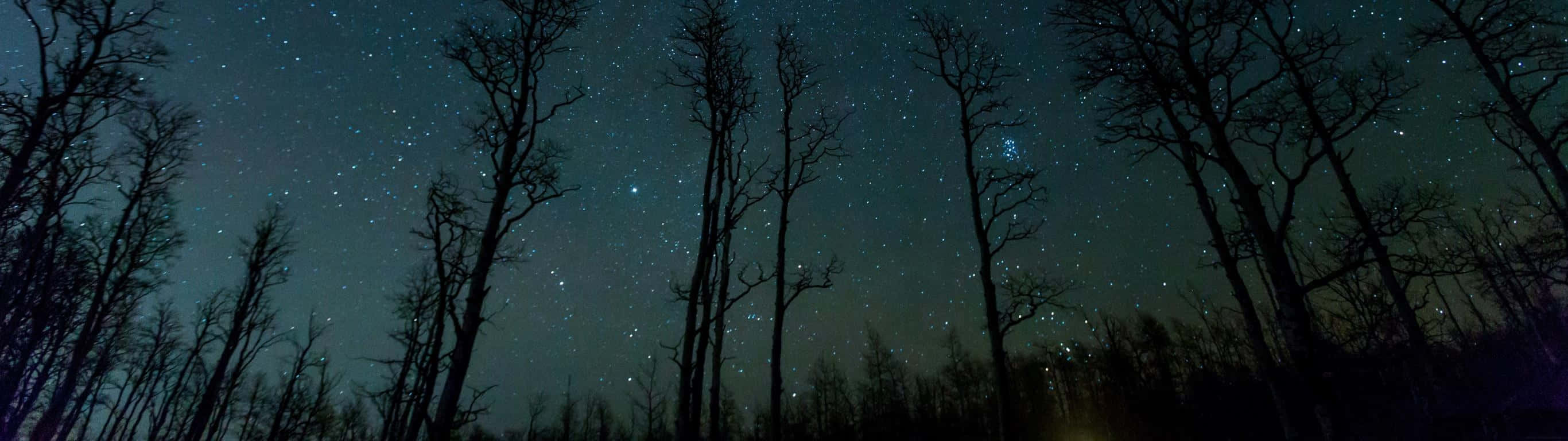 2732 X 768 Forest Sky Stars Wallpaper