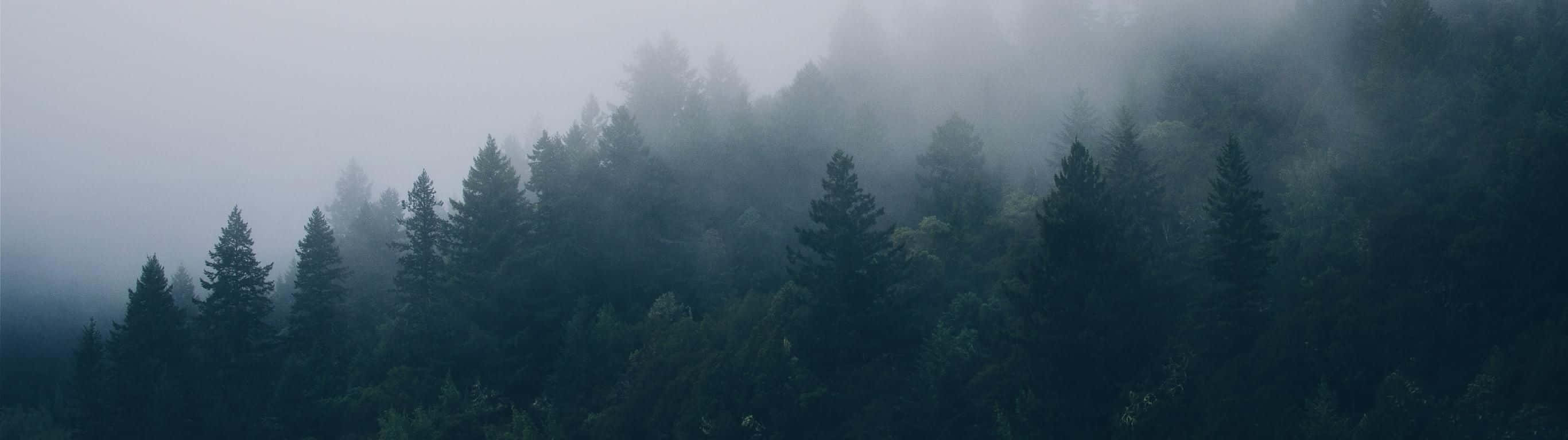 2732 X 768 Wild Forest Fog Wallpaper