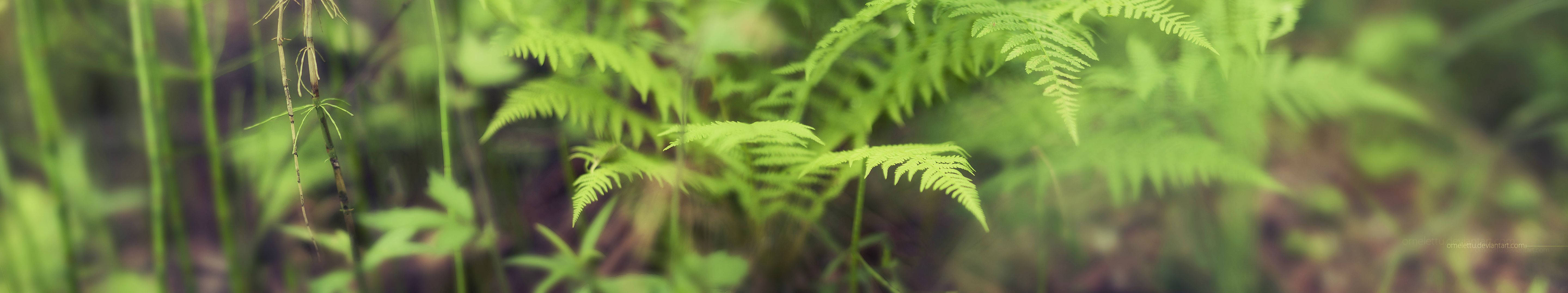 3 Monitor Fern Leaves Wallpaper