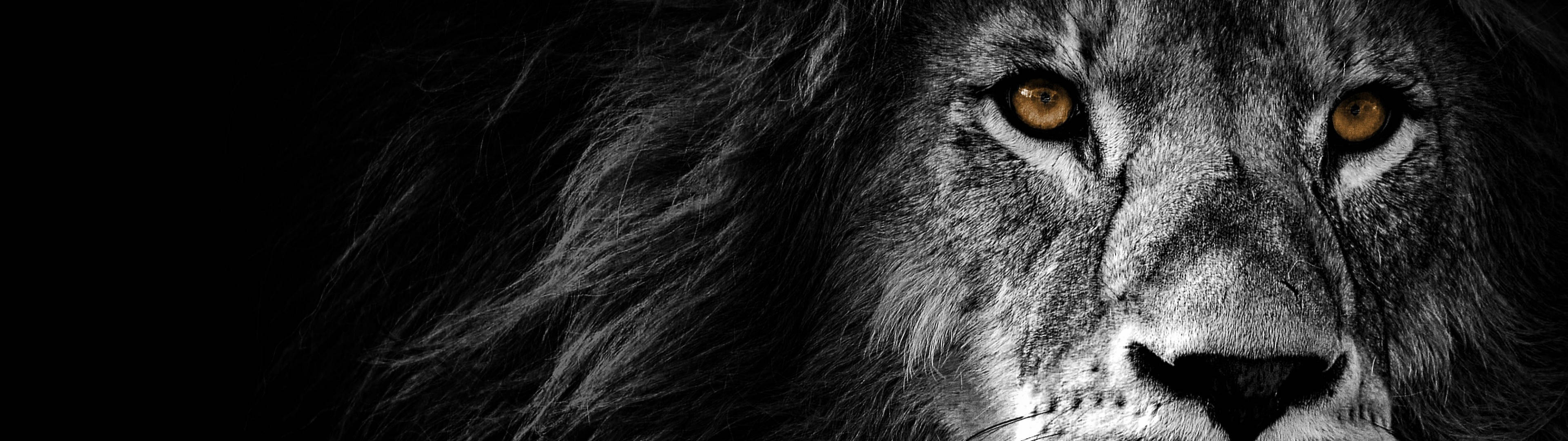 3840x1080 4k Lion Golden Eyes Wallpaper