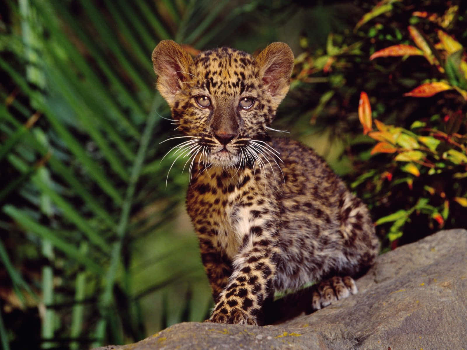 A Baby Cheetah Gazing Into The Distance Wallpaper