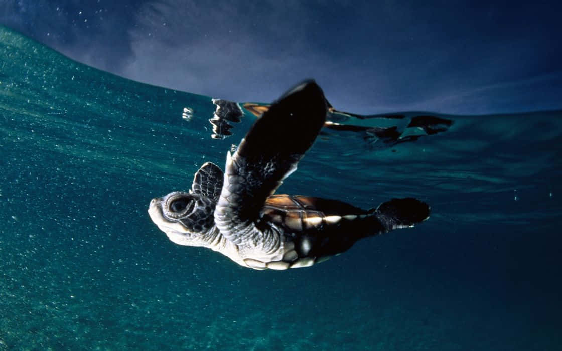 A Baby Sea Turtle Swimming In The Ocean Wallpaper