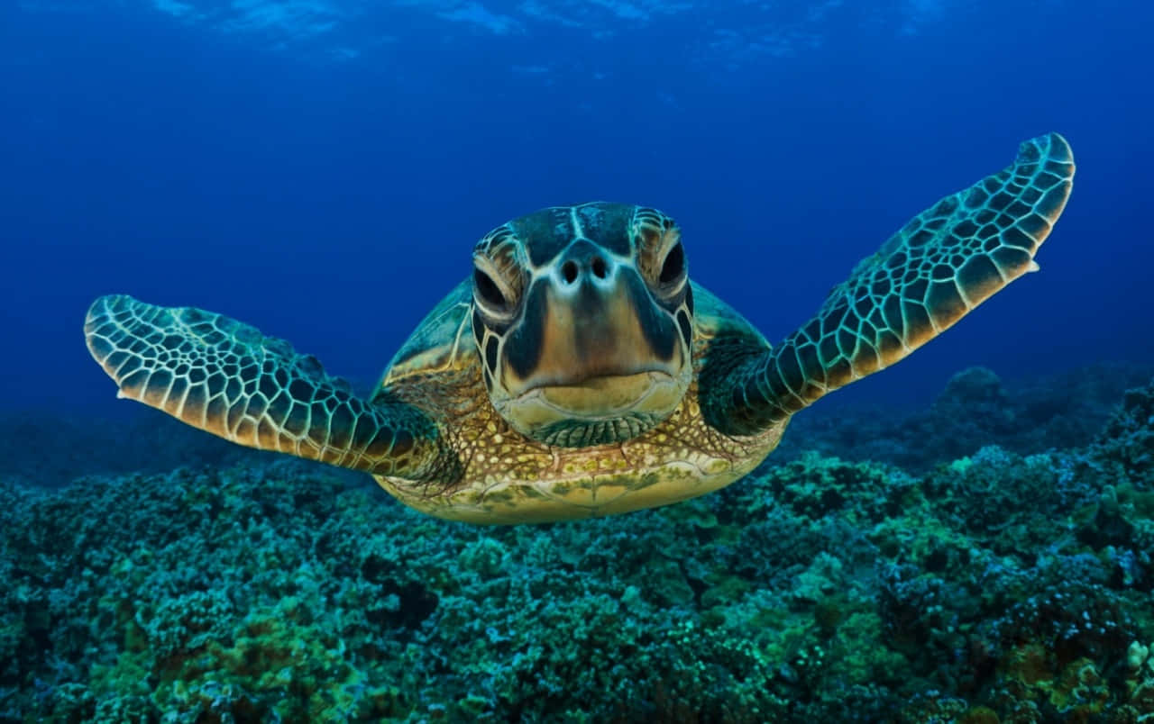 A Baby Turtle Enjoying Its Summer Day Wallpaper