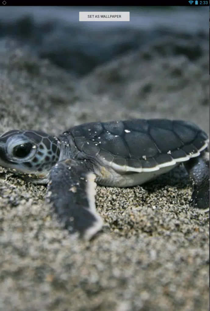 A Baby Turtle Swimming In A Beautiful Ocean Wallpaper