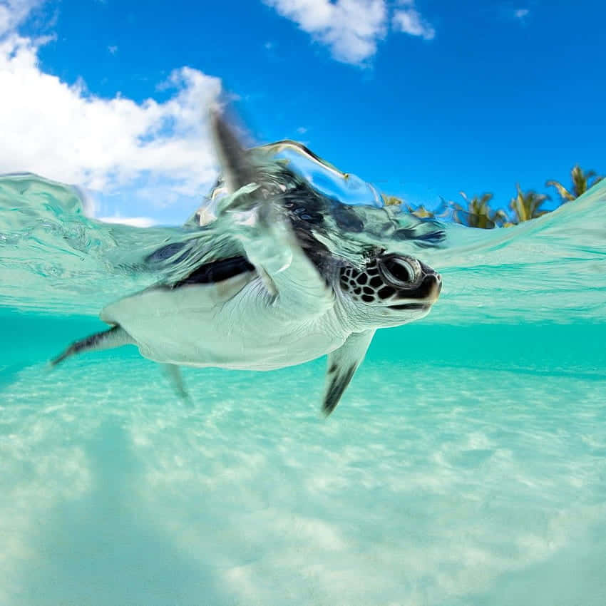 A Baby Turtle Swimming In The Ocean Wallpaper