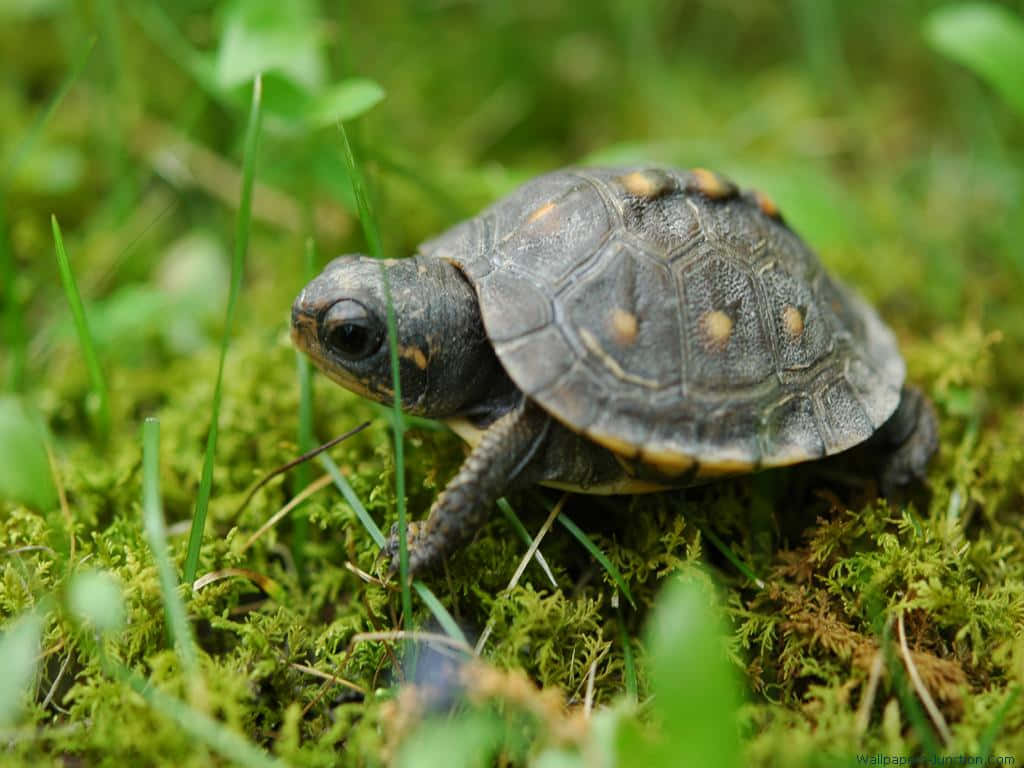 A Baby Turtle Walking On Moss In The Grass Wallpaper