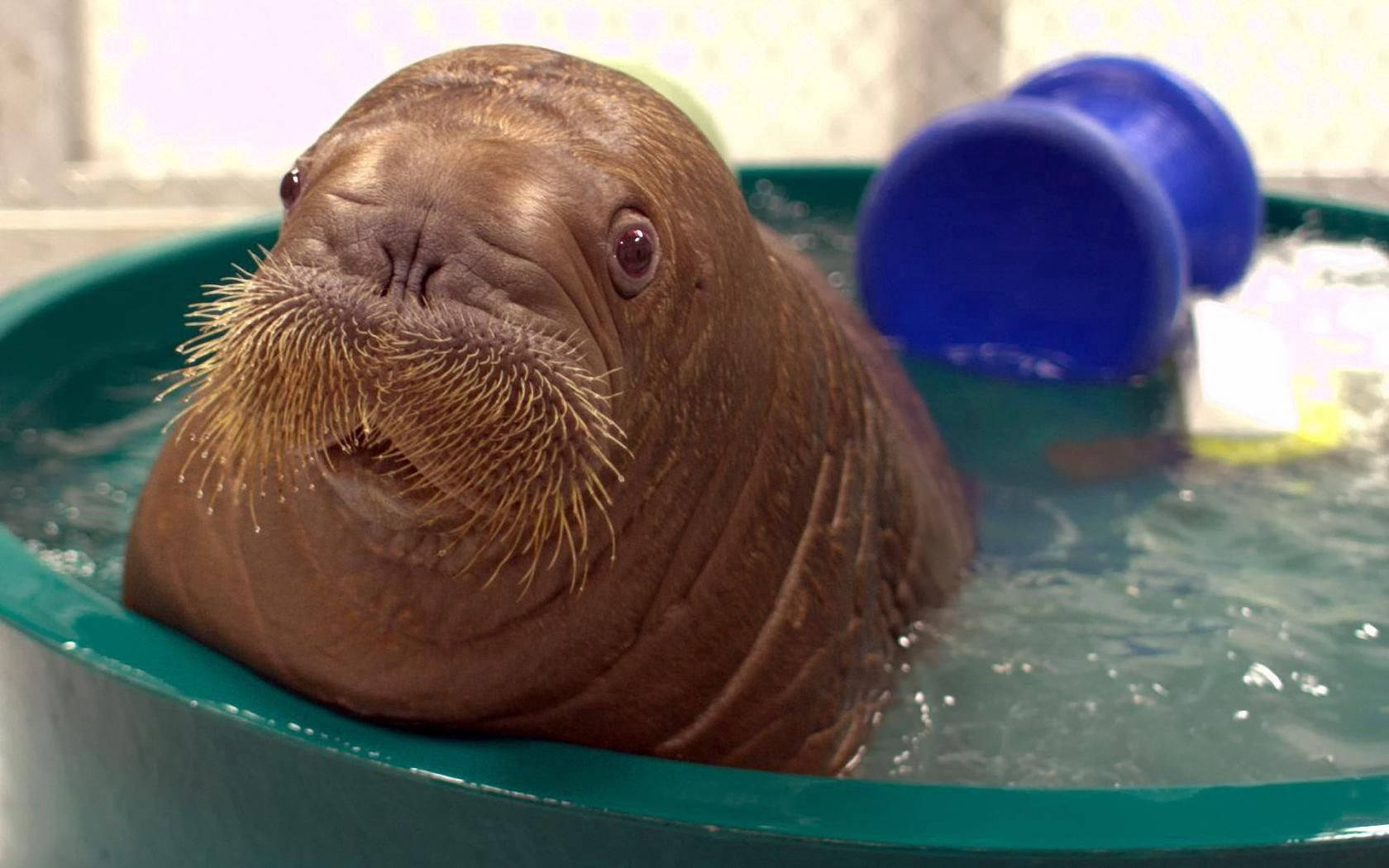 A Baby Walrus Takes A Warm Bath Wallpaper