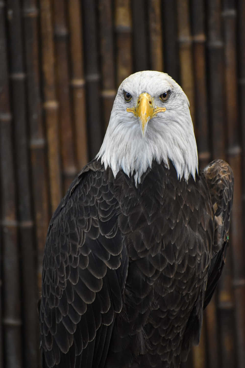 A Bald Eagle With A White Beak Wallpaper