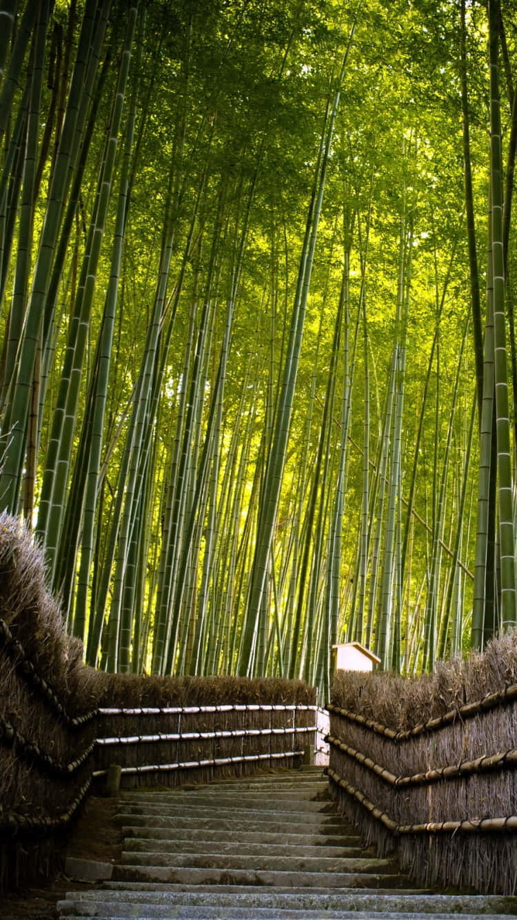 A Bamboo Forest With Stairs Leading Up To A Bamboo Forest Wallpaper