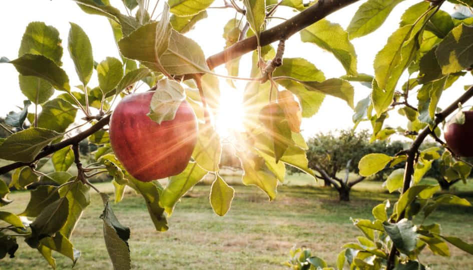 A Basket Filled With Fresh Fall Apples And Leaves Wallpaper