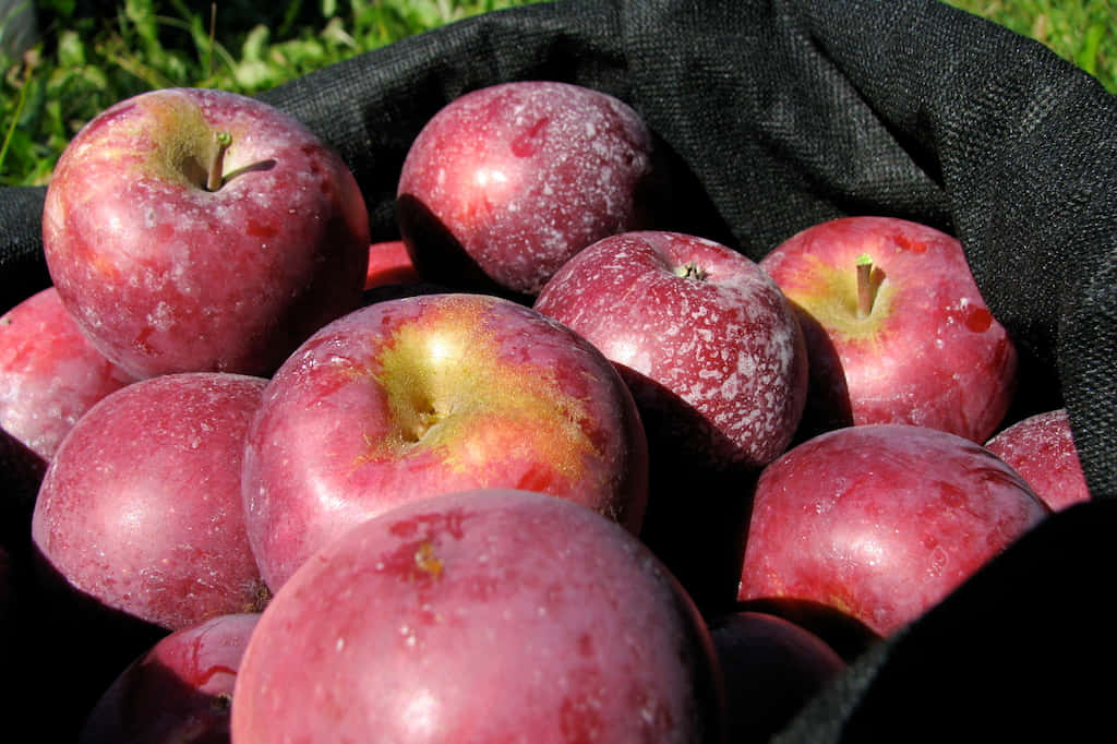 A Basket Filled With Freshly Picked Autumn Apples Wallpaper