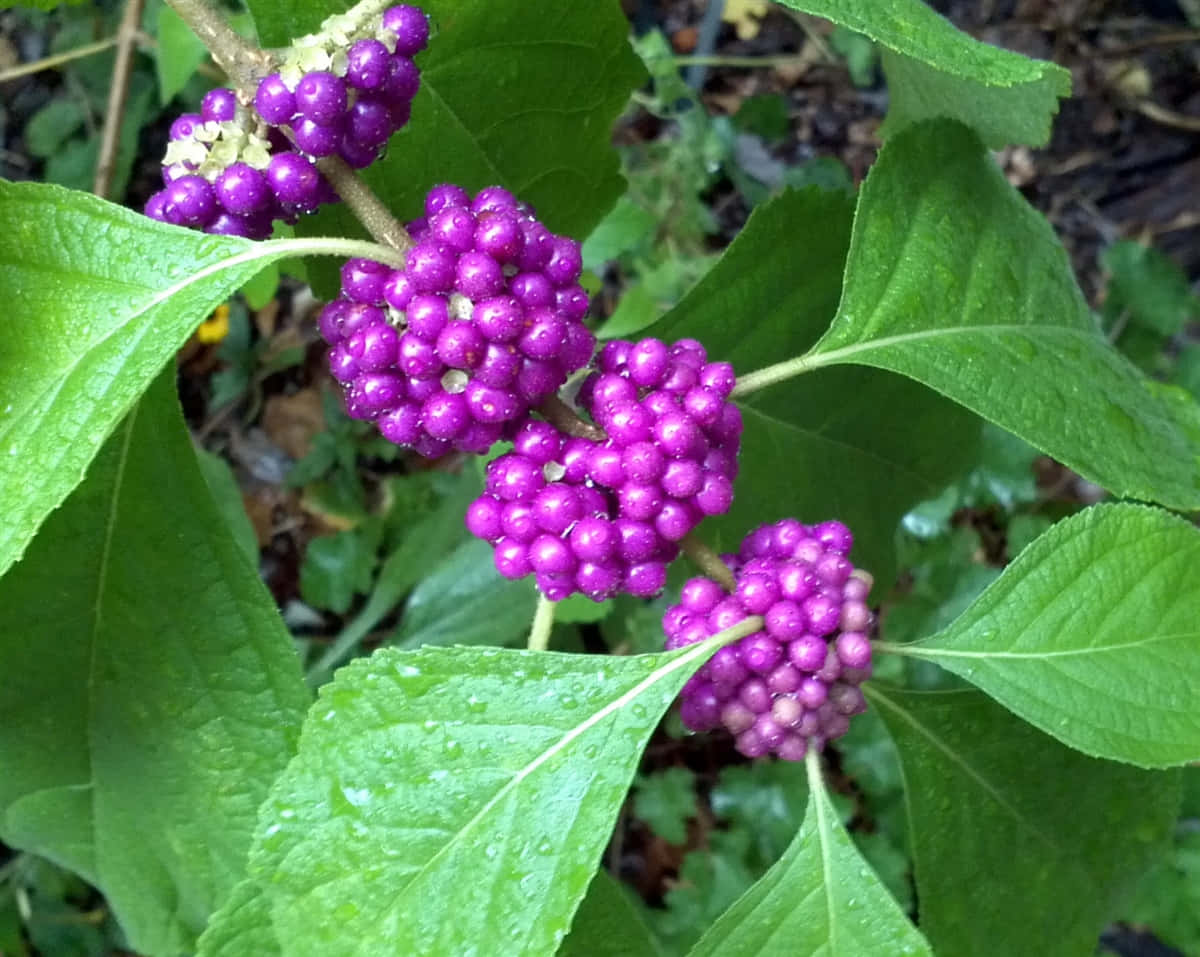 A Basket Of Delicious Purple Berries