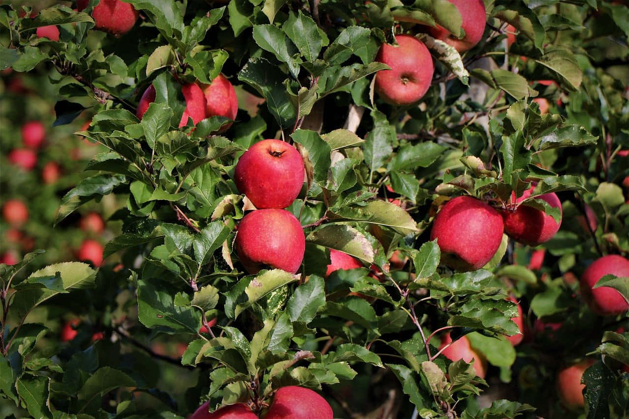 A Basket Of Fall Apples In The Warm Autumn Sun Wallpaper