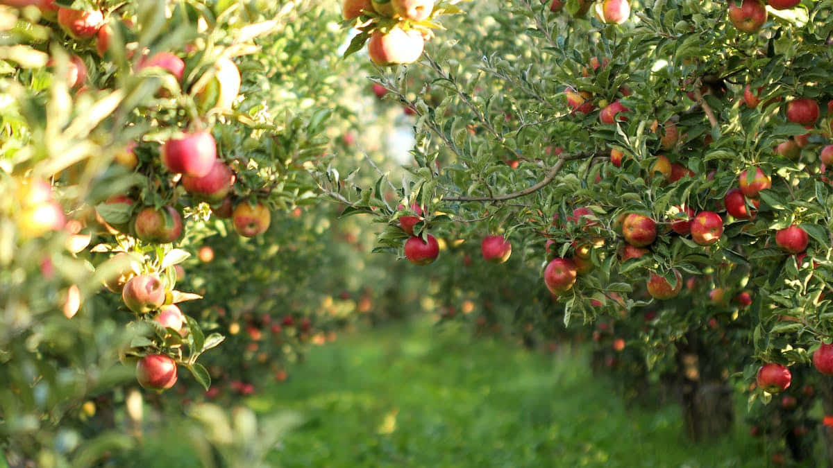 A Basket Of Fresh Fall Apples Amidst Colorful Autumn Leaves Wallpaper