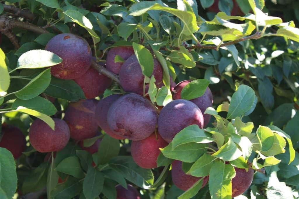 A Basket Of Freshly Picked Apples During Autumn Wallpaper