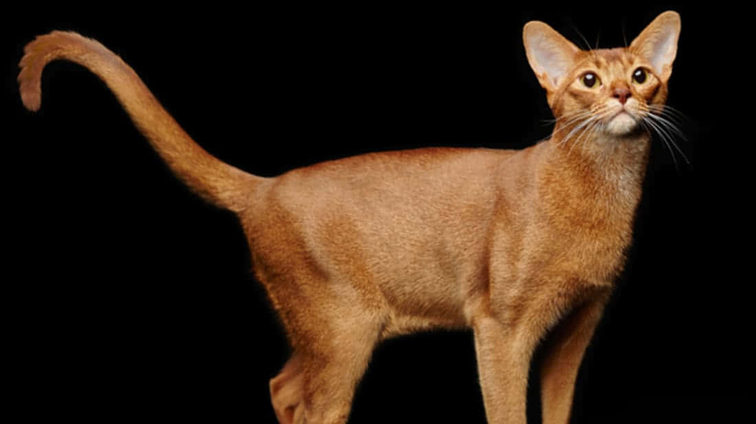 A Beautiful Abyssinian Cat Elegantly Resting On A Wooden Surface Wallpaper