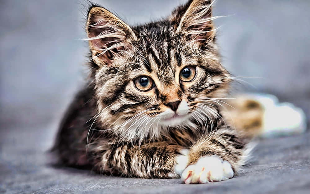 A Beautiful American Bobtail Cat Lounging In A Natural Environment Wallpaper