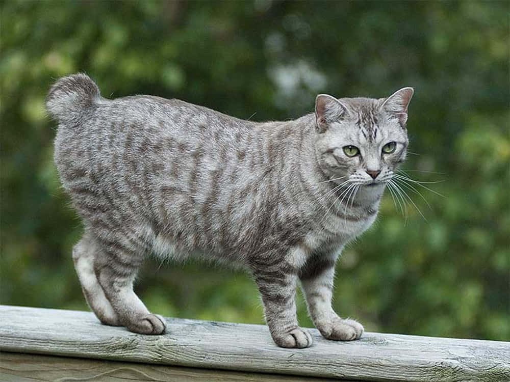 A Beautiful American Bobtail Cat Lounging On A Cozy Bed Wallpaper