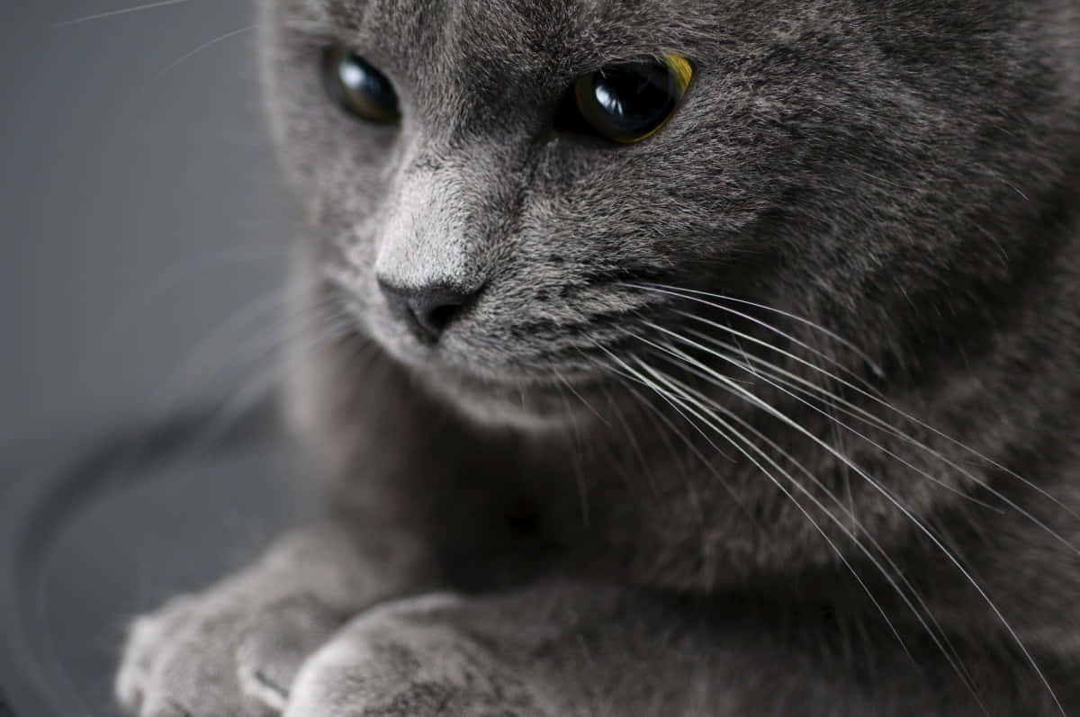 A Beautiful American Shorthair Cat Lounging On A Cozy Surface Wallpaper