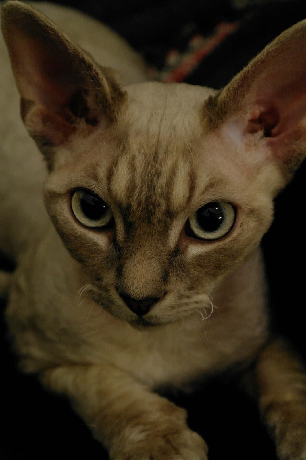 A Beautiful And Curious Devon Rex Cat Sitting On A Wooden Table Wallpaper