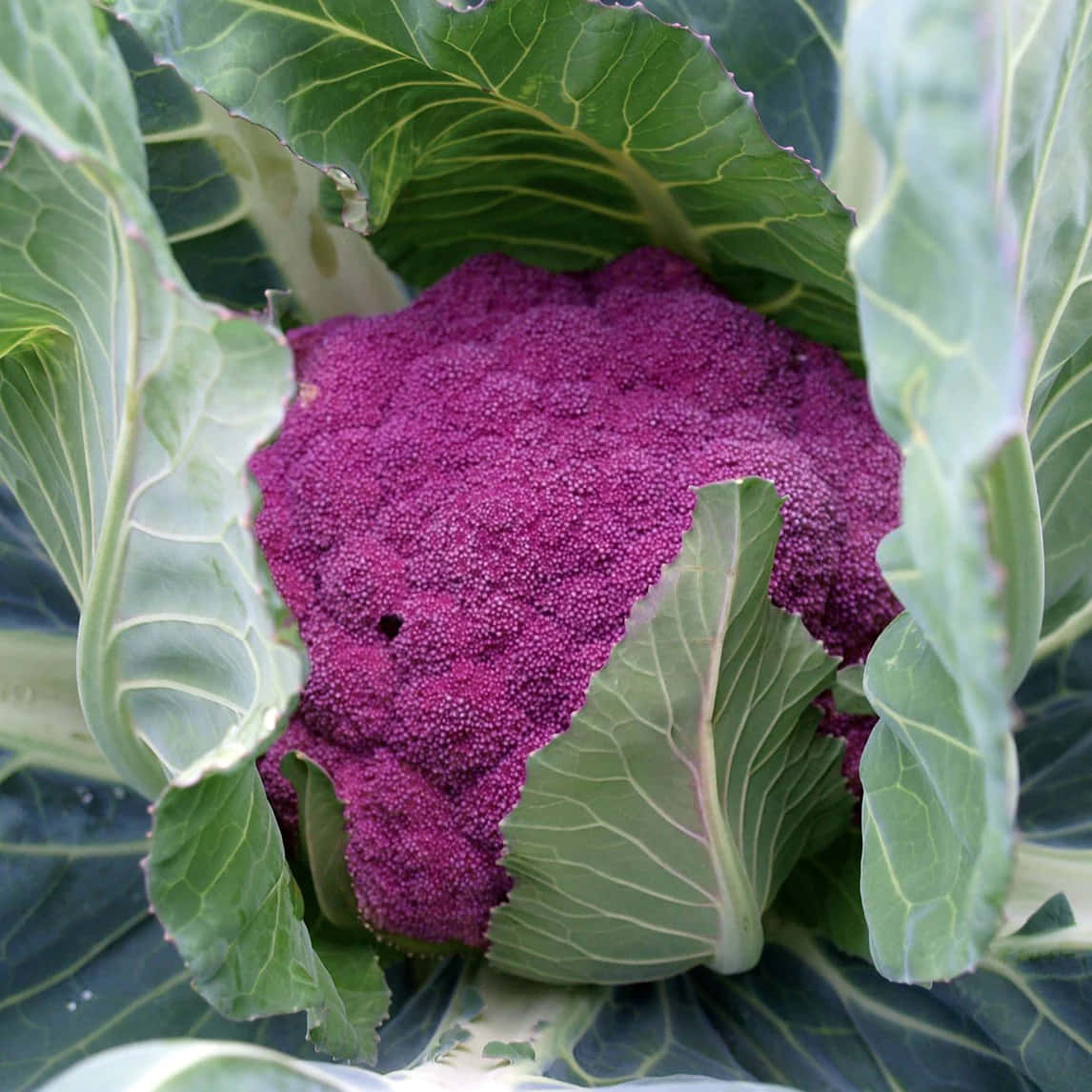 A Beautiful And Nutritious Purple Cauliflower. Wallpaper