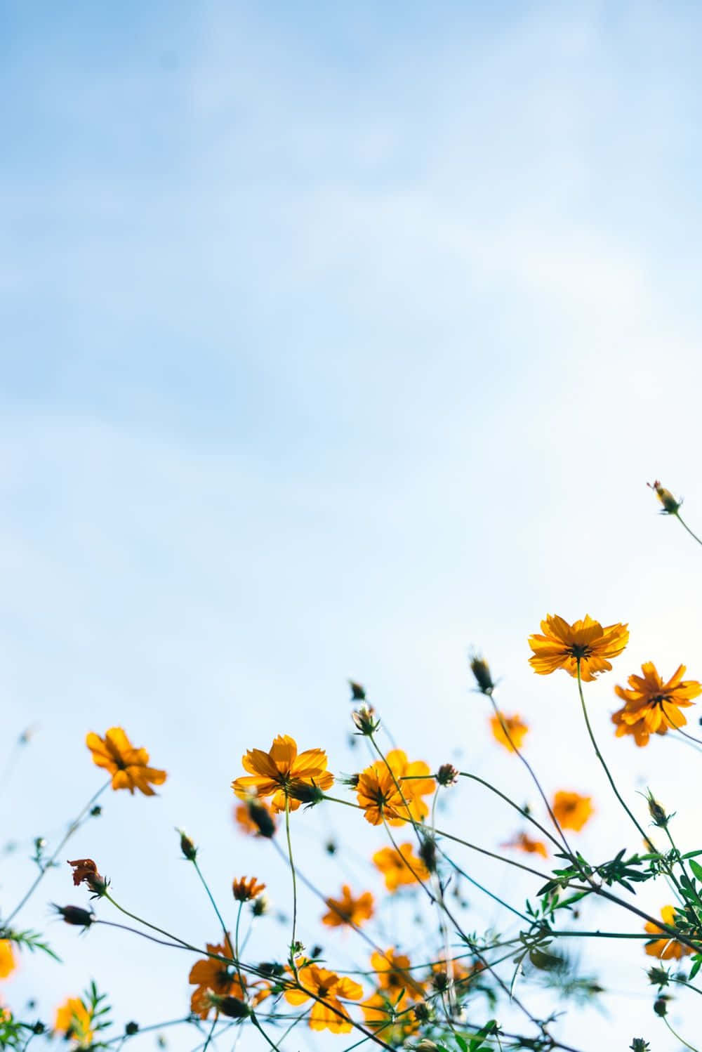 A Beautiful Animated Flower Standing Prominently In A Field Of Grass Wallpaper