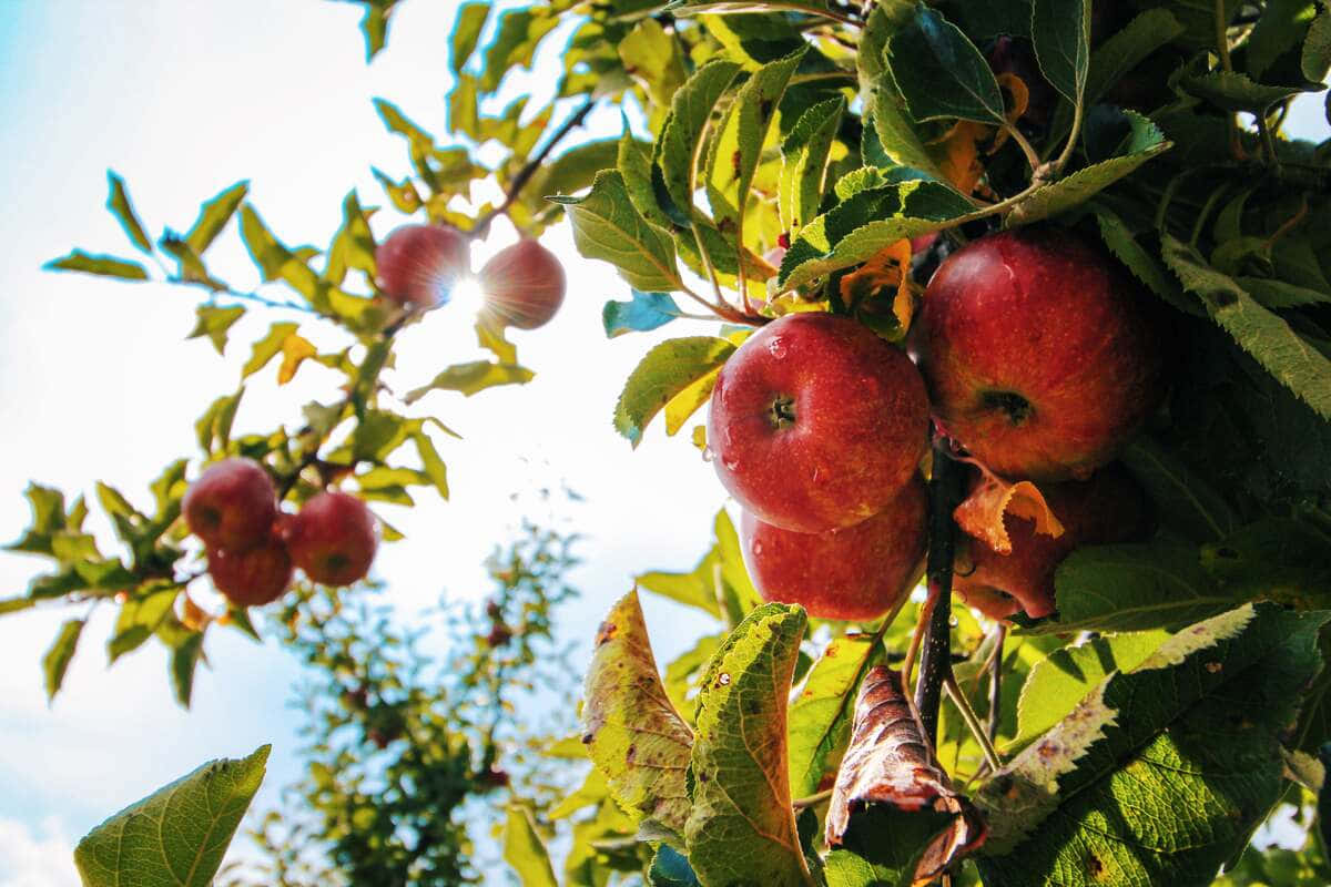 A Beautiful Assortment Of Fall Apples Against A Stunning Autumn Backdrop Wallpaper