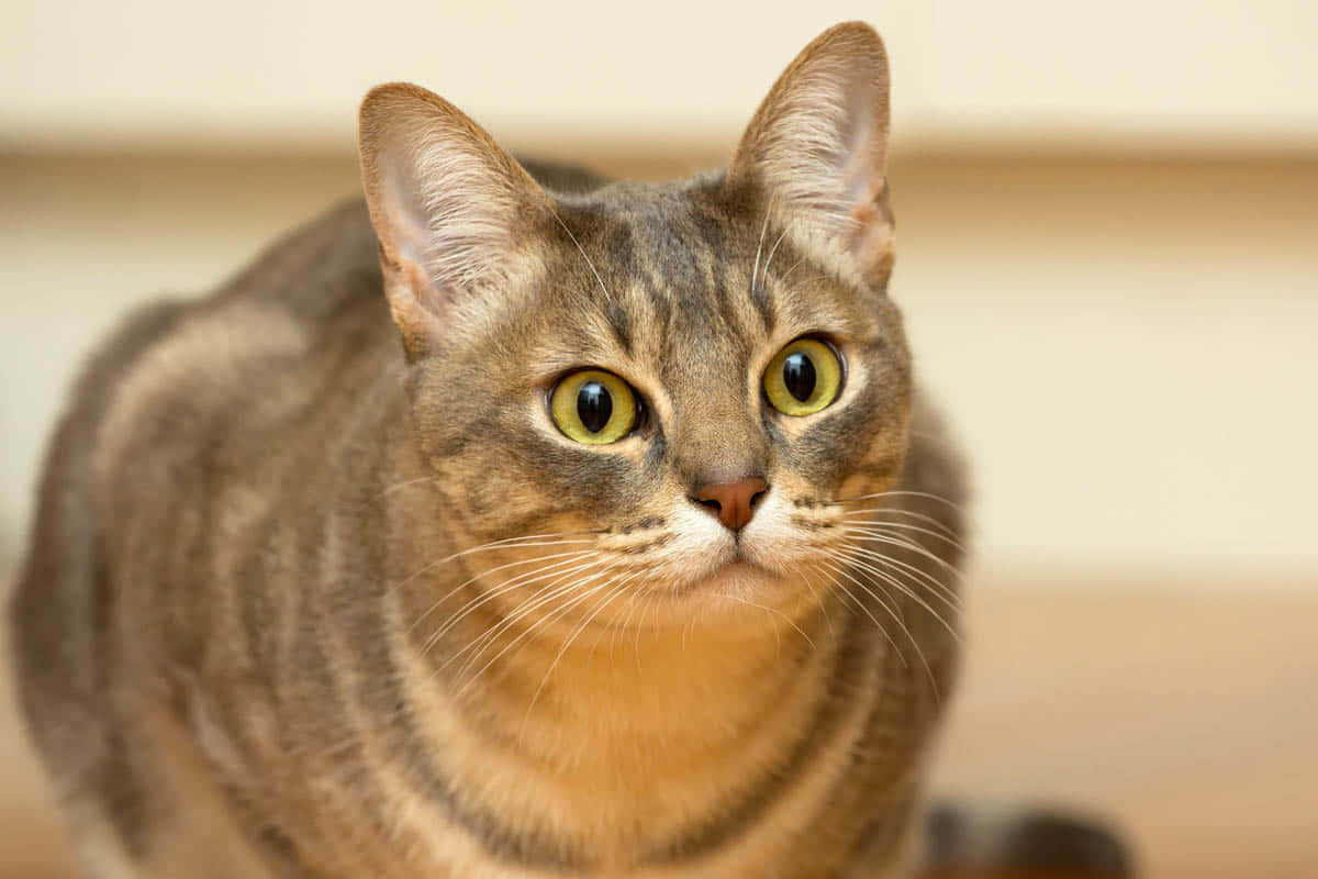 A Beautiful Australian Mist Cat Relaxing On A Cozy Couch Wallpaper