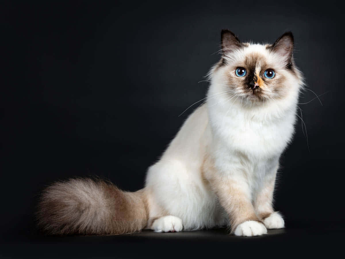 A Beautiful Birman Cat Relaxing In A Serene Environment Wallpaper