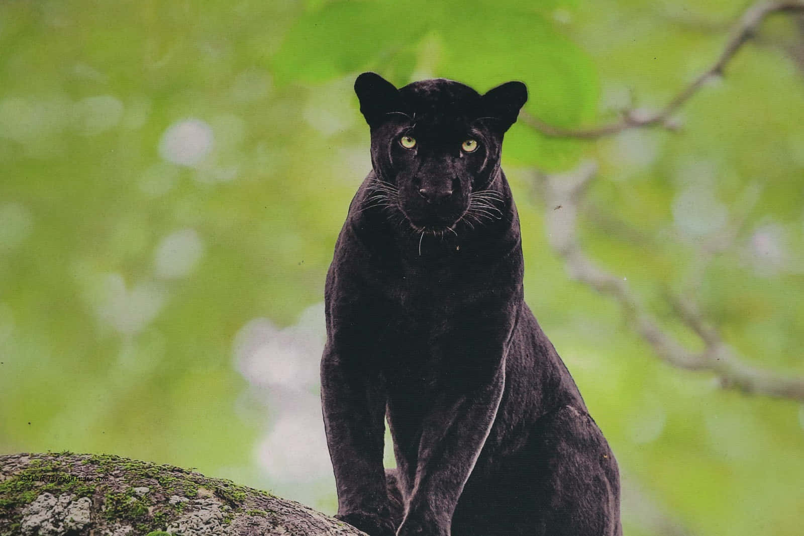 A Beautiful Black Leopard In Its Natural Habitat. Wallpaper