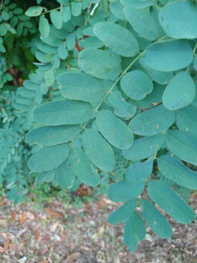 A Beautiful Black Locust Tree Growing In The Twilight. Wallpaper