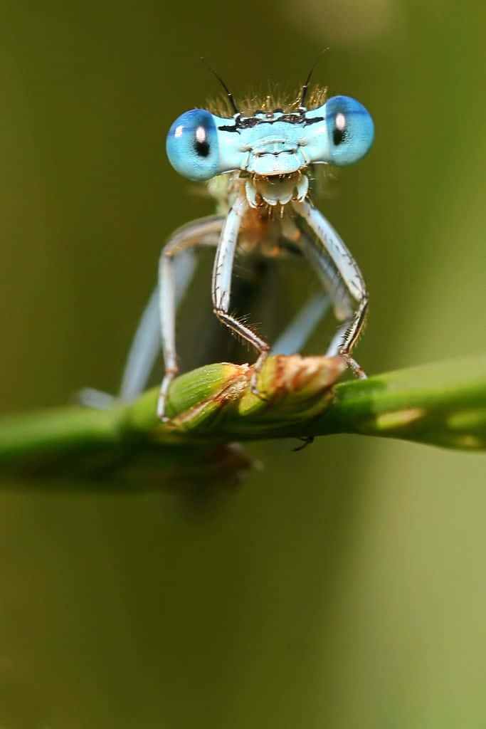 A Beautiful Blue Dragonfly Against A Bright Green Background Wallpaper