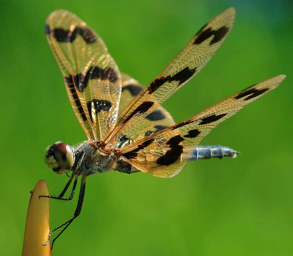 A Beautiful Blue Dragonfly In Its Natural Habitat. Wallpaper