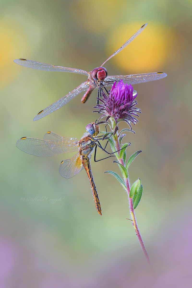 A Beautiful Blue Dragonfly Perches On A Nearby Leaf Wallpaper