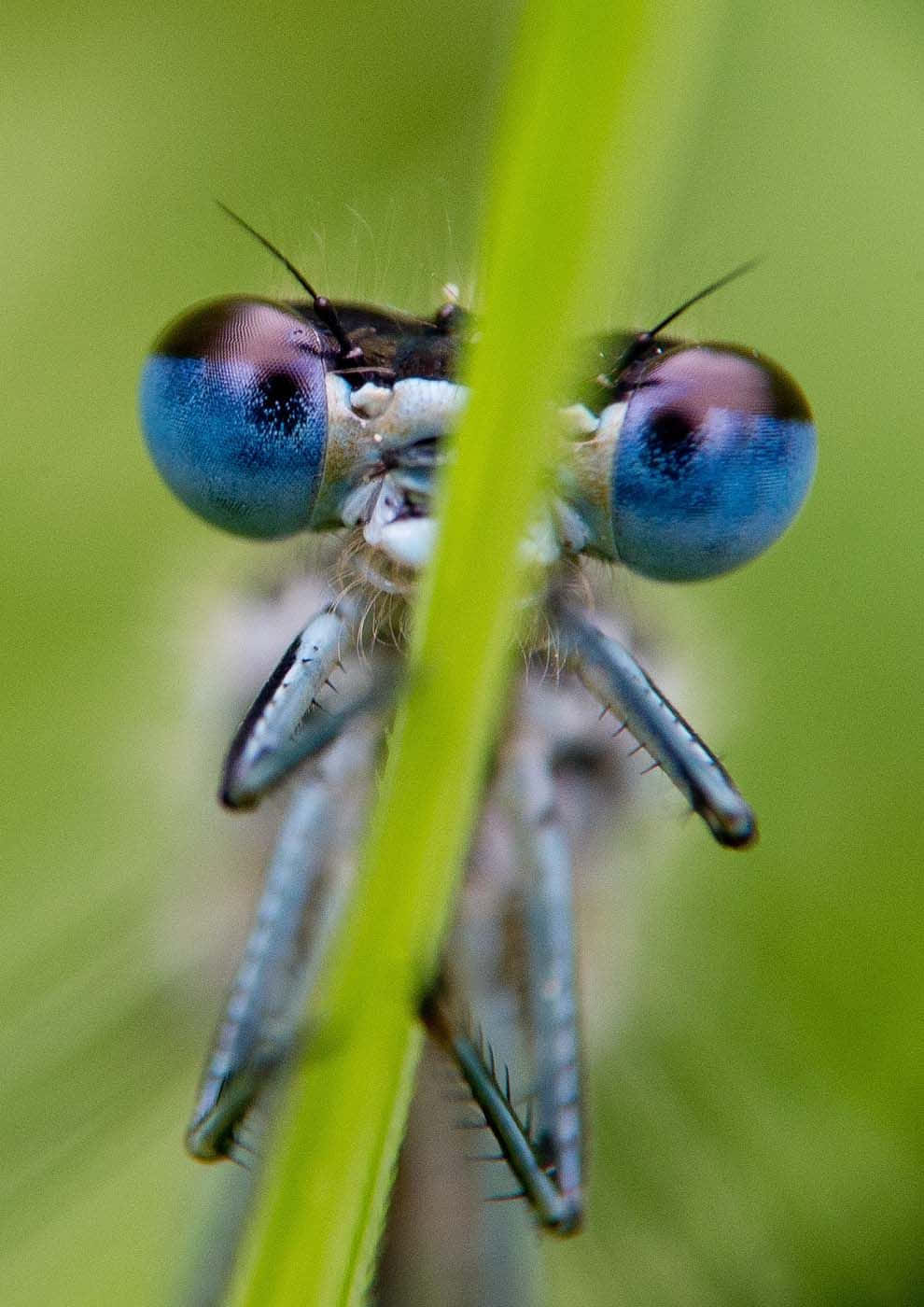 A Beautiful Blue Dragonfly Sitting On A Vibrant Green Leaf. Wallpaper