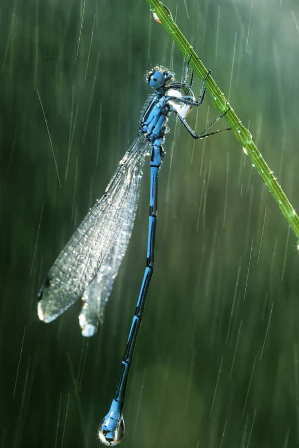 A Beautiful Blue Dragonfly, Standing Atop A Bright Pink Flower. Wallpaper