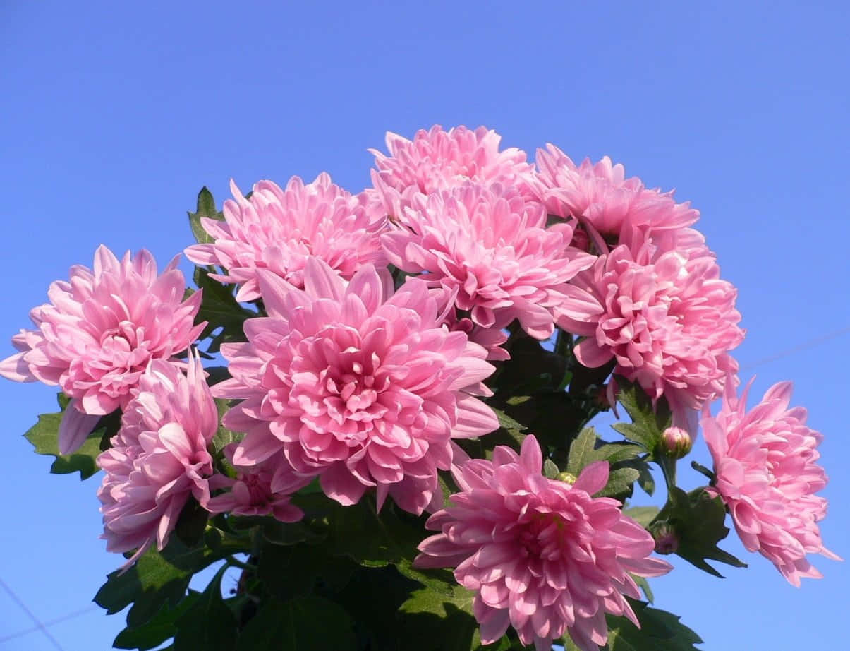 A Beautiful Bouquet Of Pink Chrysanthemums Wallpaper