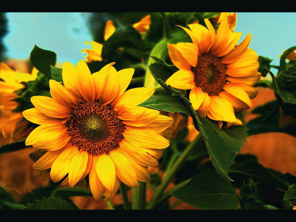 A Beautiful Bouquet Of Sunflowers And Roses. Wallpaper