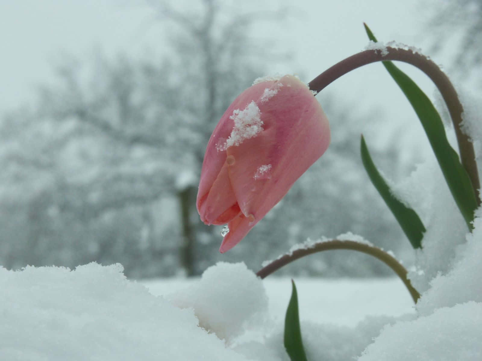 A Beautiful Bouquet Of Winter Flowers Wallpaper