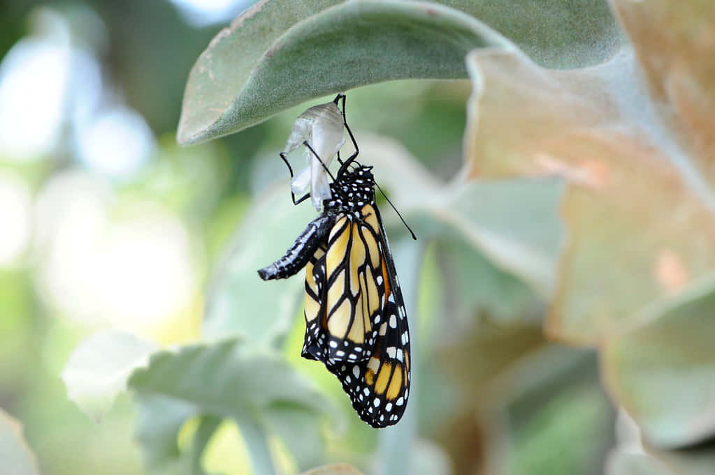 A Beautiful Butterfly Emerges From Its Cocoon Wallpaper