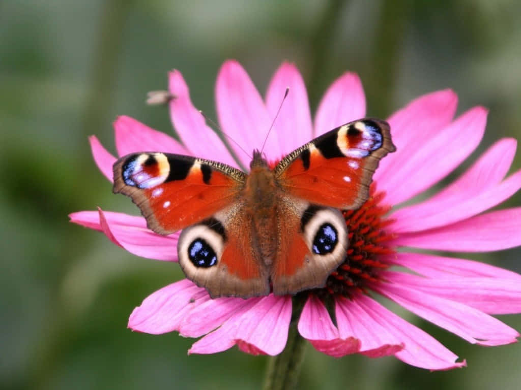 A Beautiful Butterfly Emerging From Its Cocoon Wallpaper