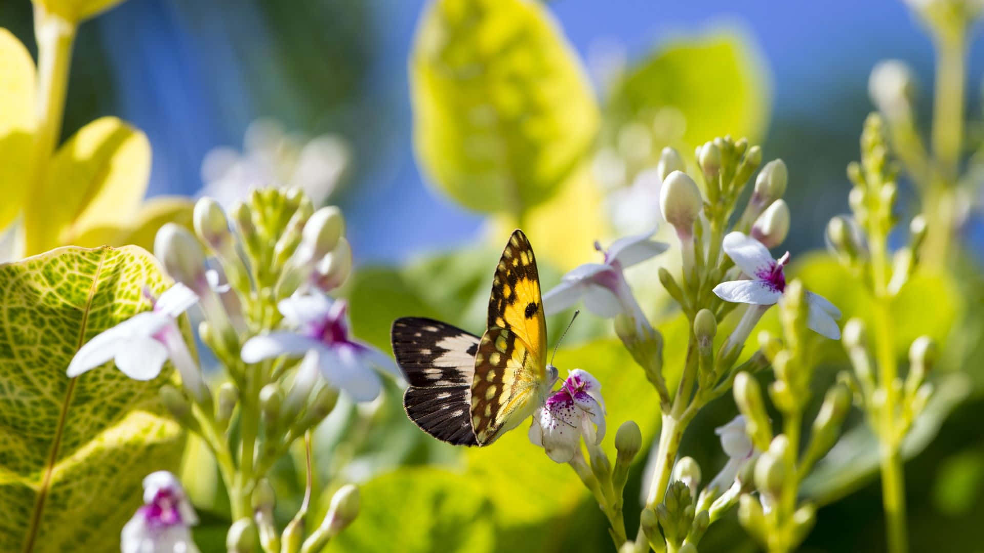 A Beautiful Butterfly Flutters Around A Vibrant Butterfly Garden Wallpaper