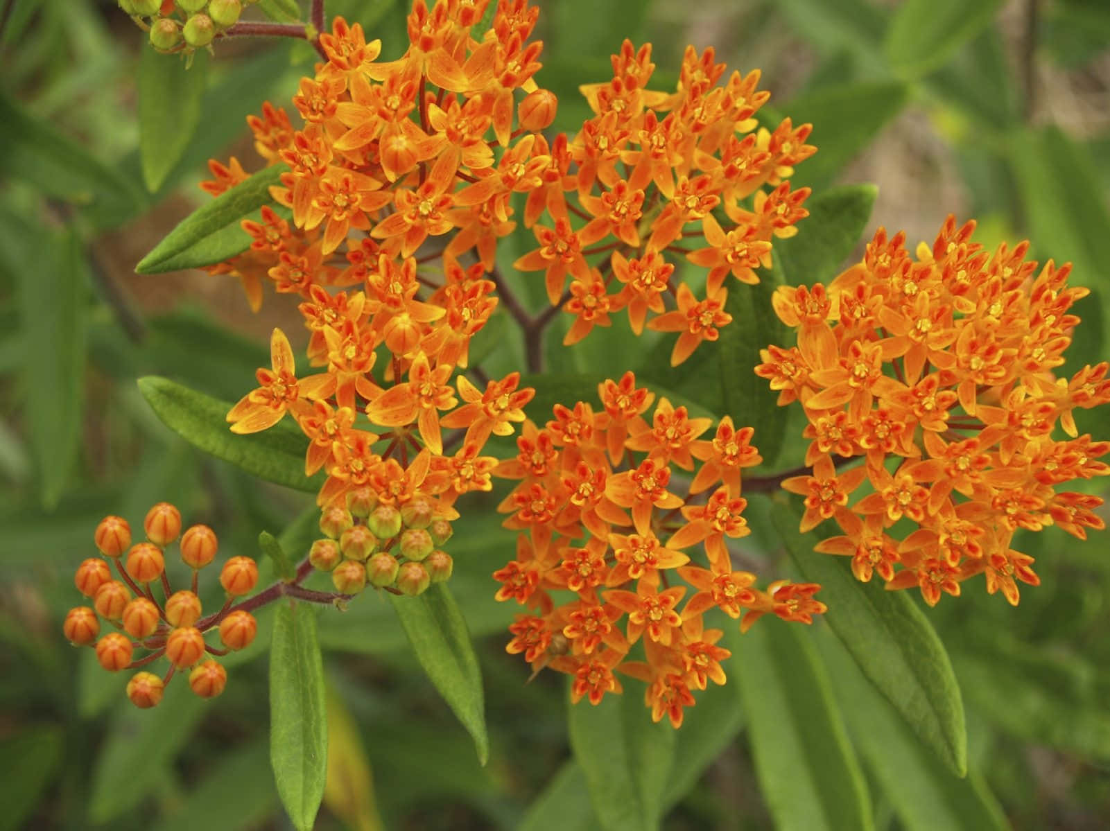 “a Beautiful Butterfly Weed Flower In Full Bloom.” Wallpaper