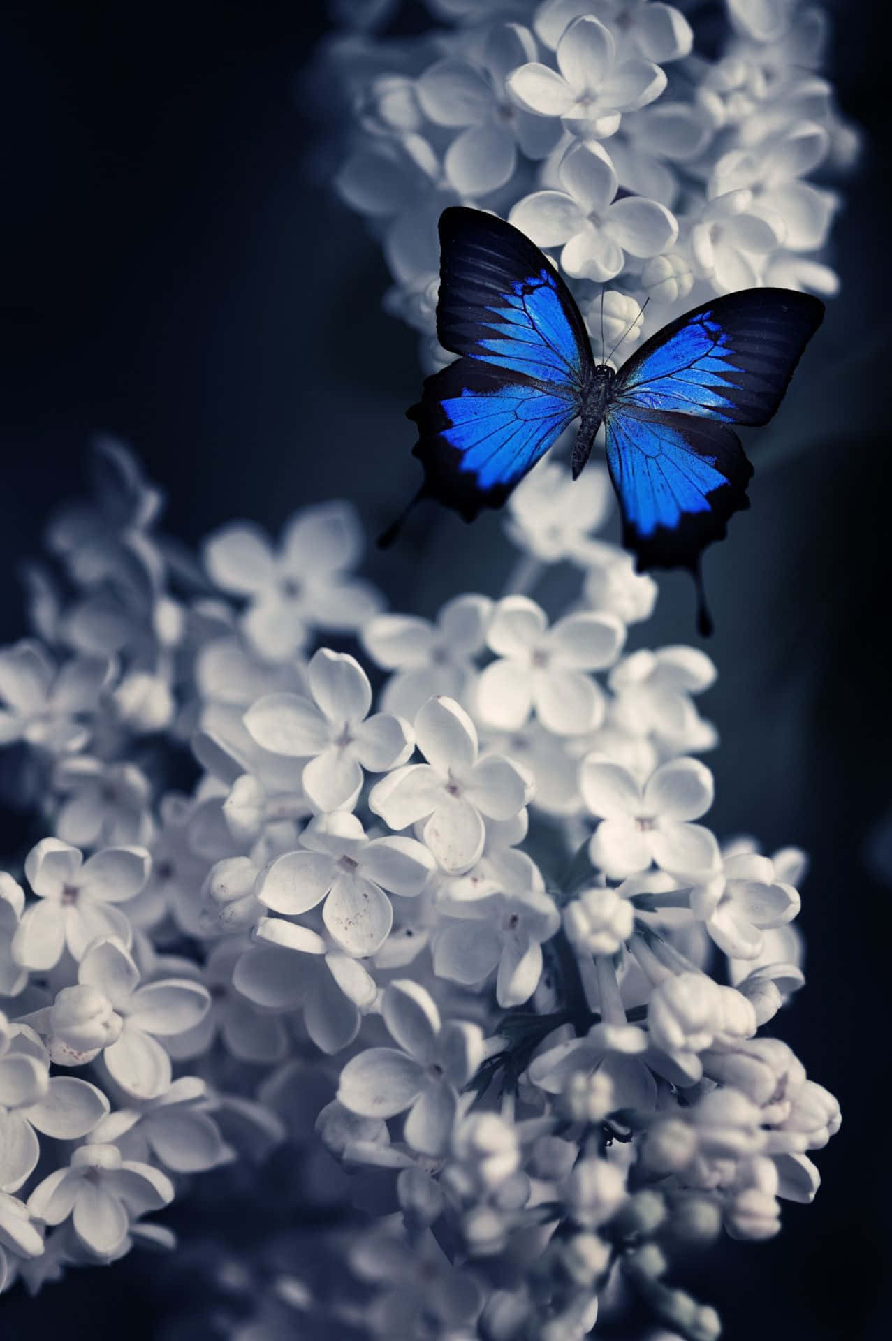 A Beautiful Butterly In Flight Wallpaper