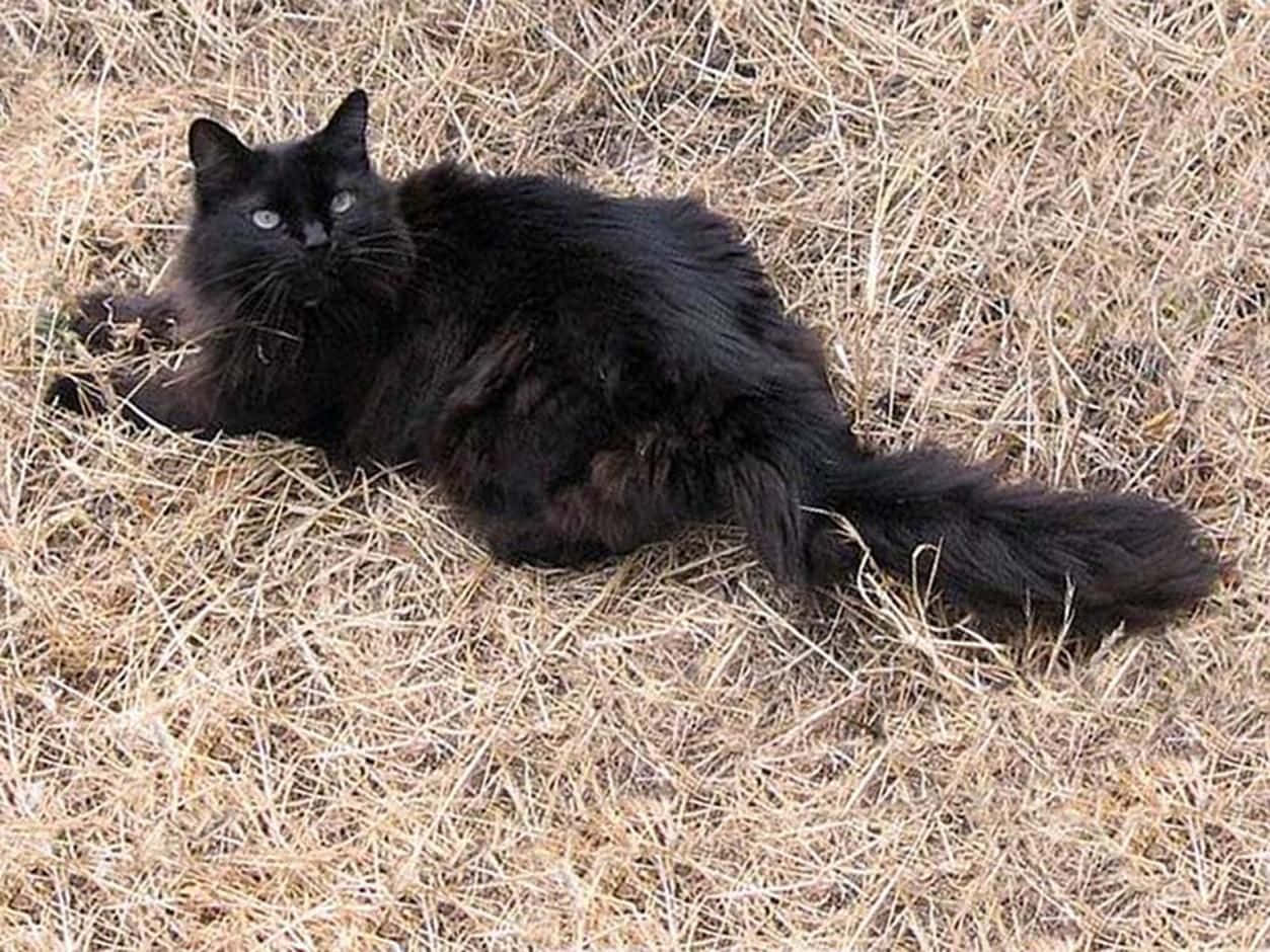 A Beautiful Chantilly-tiffany Cat Lounging On A Red Carpet Wallpaper