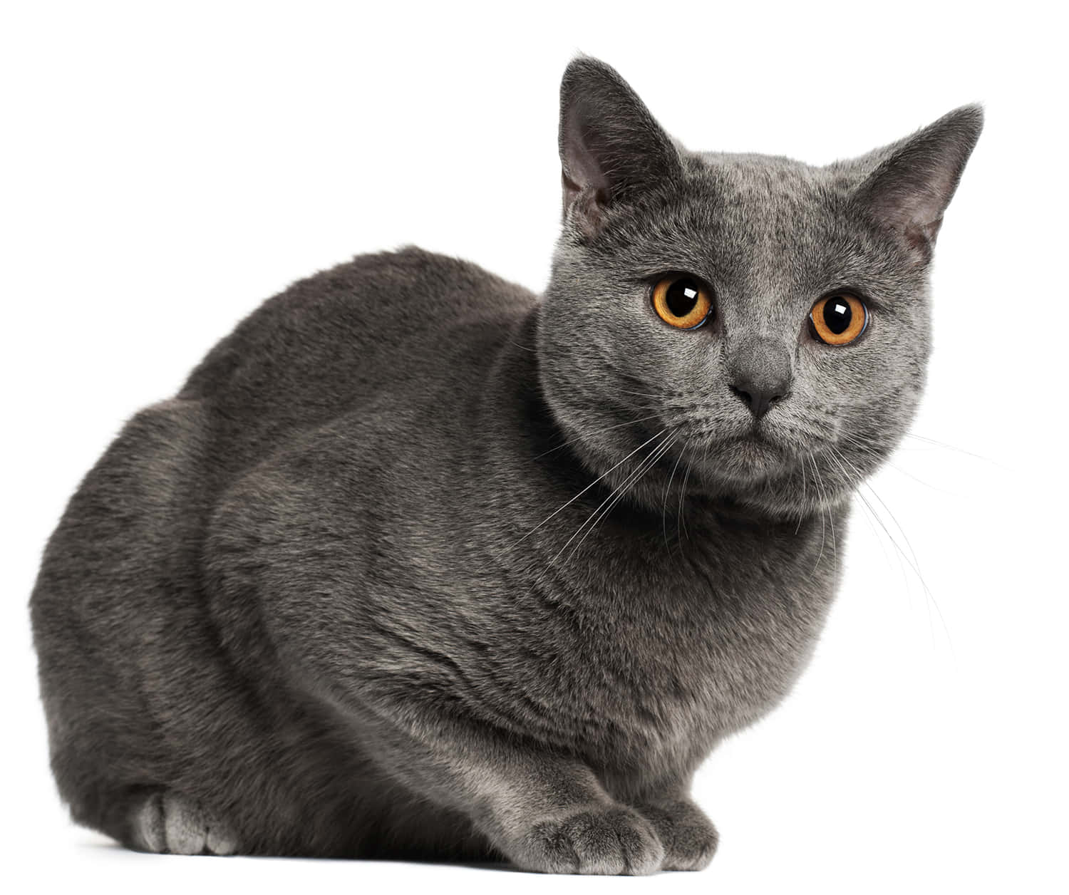 A Beautiful Chartreux Cat Laying On The Wooden Floor. Wallpaper